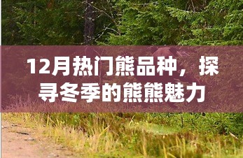 冬季熊熊魅力，探寻热门熊品种的热潮