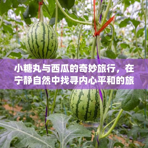 小糖丸与西瓜的自然之旅，寻找内心平和的奇妙经历