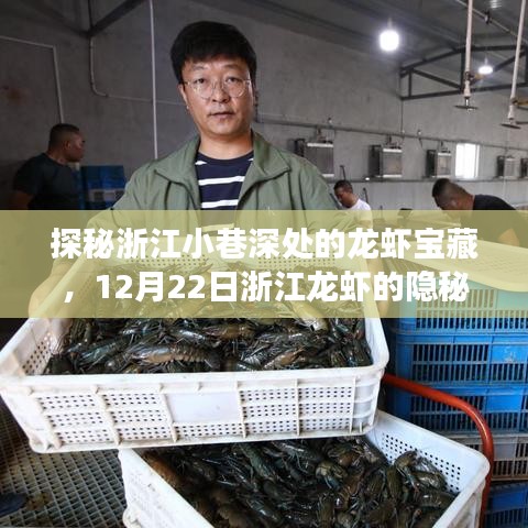 探秘浙江小巷深处的龙虾宝藏，隐秘行情与故事，12月22日独家揭秘浙江龙虾传奇