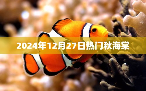 秋海棠的流行趋势，2024年冬季节热门之选