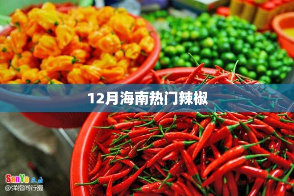 海南十二月热门辣椒品种