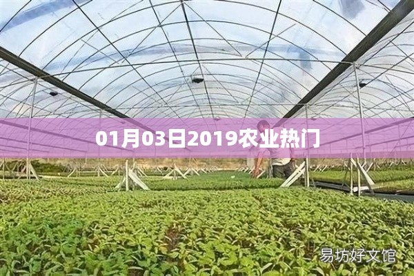 夯雀儿先飞 第3页