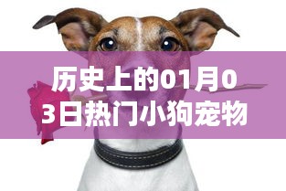 热门小狗宠物历史盘点，一月三日回顾