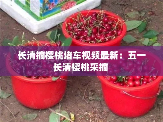 长清摘樱桃堵车视频最新：五一长清樱桃采摘 