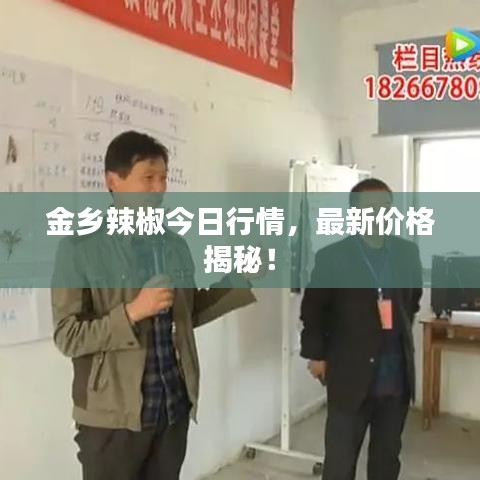金乡辣椒今日行情，最新价格揭秘！