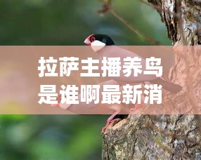 展翅高飞 第2页