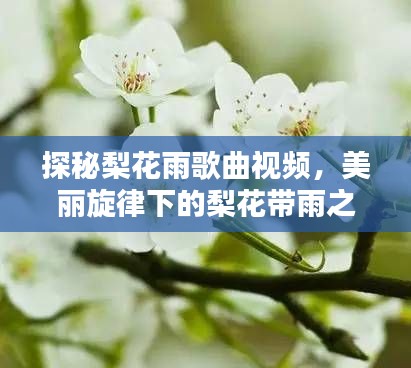探秘梨花雨歌曲视频，美丽旋律下的梨花带雨之韵