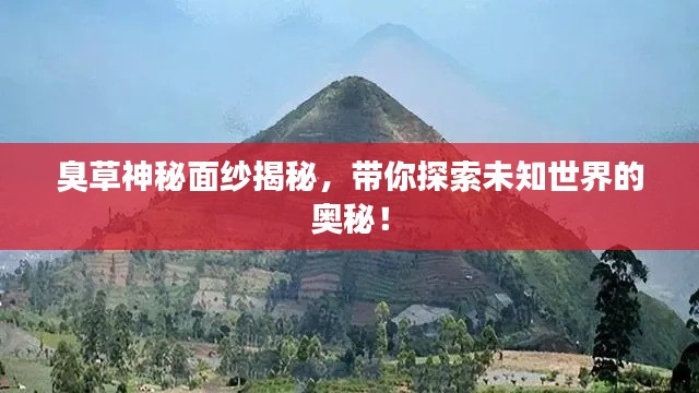 臭草神秘面纱揭秘，带你探索未知世界的奥秘！