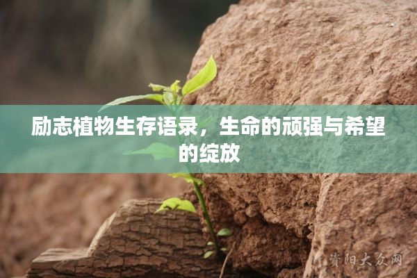 采椽不斫 第2页