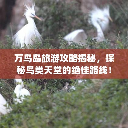 万鸟岛旅游攻略揭秘，探秘鸟类天堂的绝佳路线！
