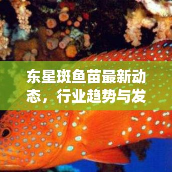 东星斑鱼苗最新动态，行业趋势与发展消息一网打尽