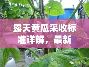 露天黄瓜采收标准详解，最新指导与技巧