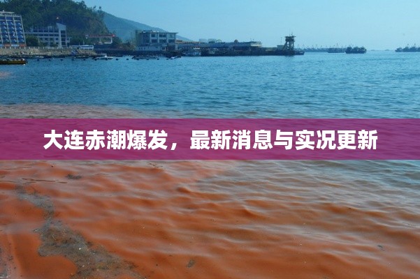 大连赤潮爆发，最新消息与实况更新