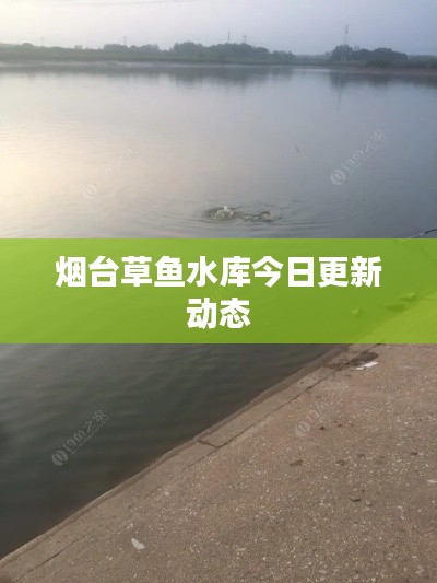 烟台草鱼水库今日更新动态