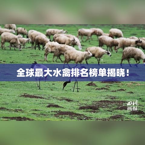 全球最大水禽排名榜单揭晓！