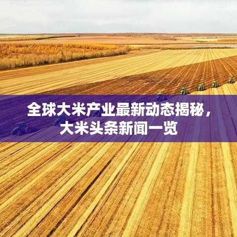 全球大米产业最新动态揭秘，大米头条新闻一览