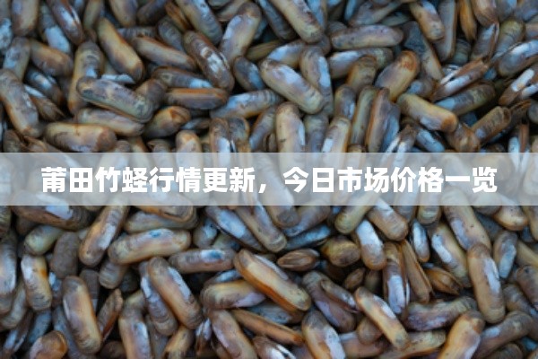 莆田竹蛏行情更新，今日市场价格一览