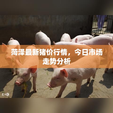 菏泽最新猪价行情，今日市场走势分析