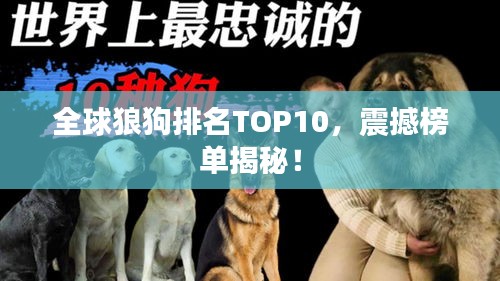全球狼狗排名TOP10，震撼榜单揭秘！