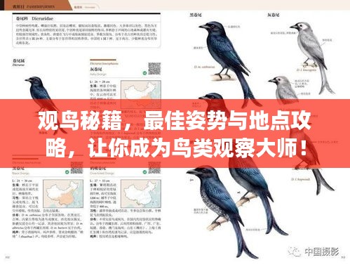 观鸟秘籍，最佳姿势与地点攻略，让你成为鸟类观察大师！