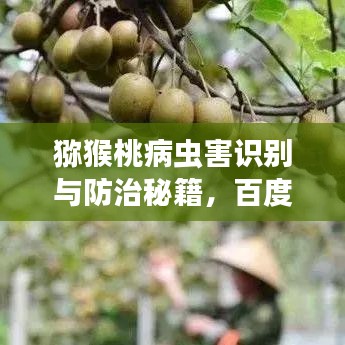 猕猴桃病虫害识别与防治秘籍，百度知识大揭秘
