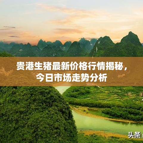 贵港生猪最新价格行情揭秘，今日市场走势分析