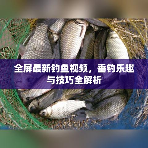 全屏最新钓鱼视频，垂钓乐趣与技巧全解析