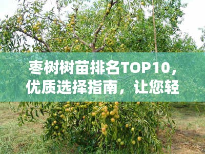 枣树树苗排名TOP10，优质选择指南，让您轻松选购理想树苗！