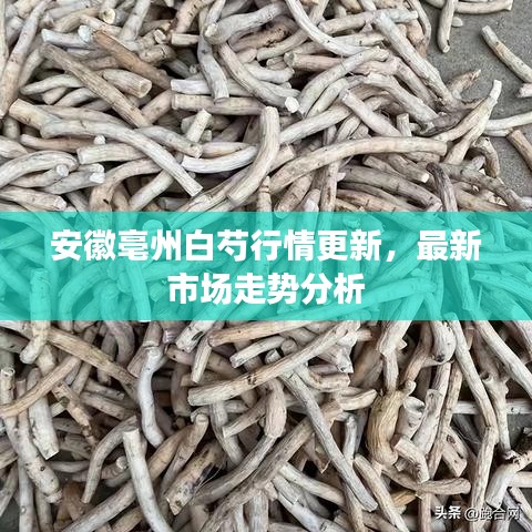 安徽亳州白芍行情更新，最新市场走势分析