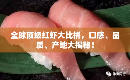 全球顶级红虾大比拼，口感、品质、产地大揭秘！