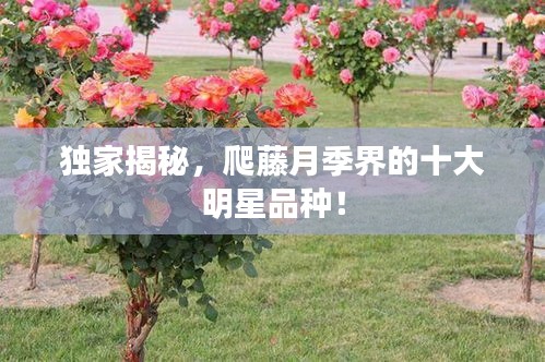 独家揭秘，爬藤月季界的十大明星品种！