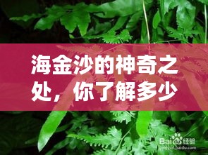 海金沙的神奇之处，你了解多少？百度带你探索！