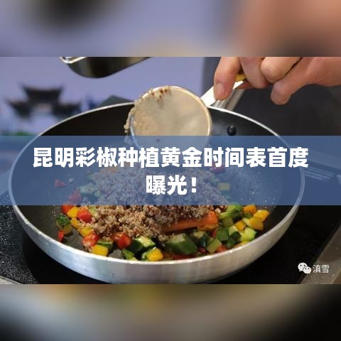 昆明彩椒种植黄金时间表首度曝光！