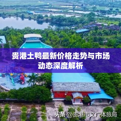 贵港土鸭最新价格走势与市场动态深度解析