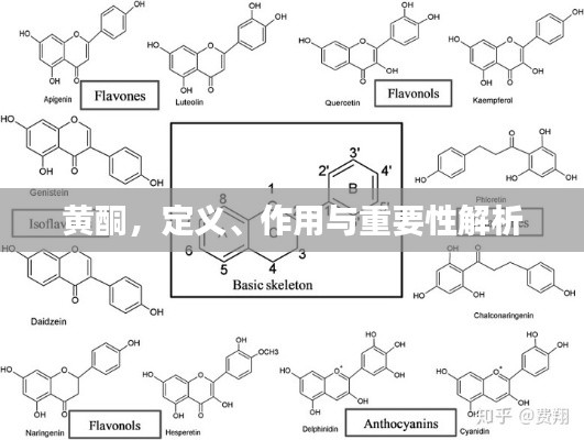 黄酮，定义、作用与重要性解析