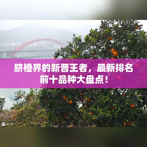 脐橙界的新晋王者，最新排名前十品种大盘点！
