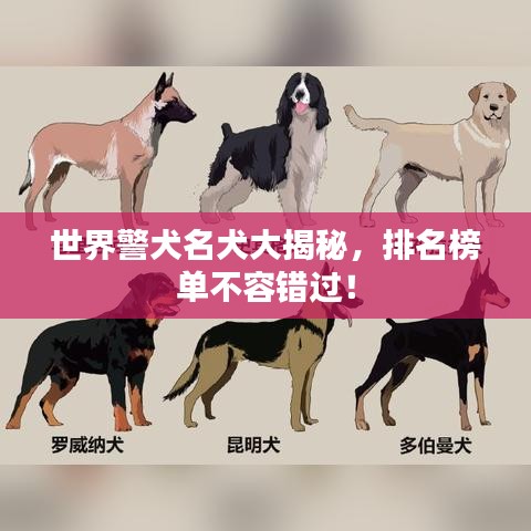 世界警犬名犬大揭秘，排名榜单不容错过！