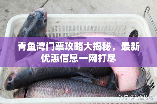青鱼湾门票攻略大揭秘，最新优惠信息一网打尽