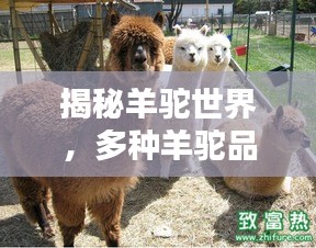 揭秘羊驼世界，多种羊驼品种一网打尽！