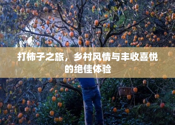 打柿子之旅，乡村风情与丰收喜悦的绝佳体验