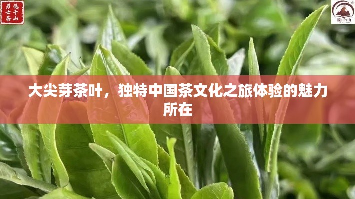 大尖芽茶叶，独特中国茶文化之旅体验的魅力所在