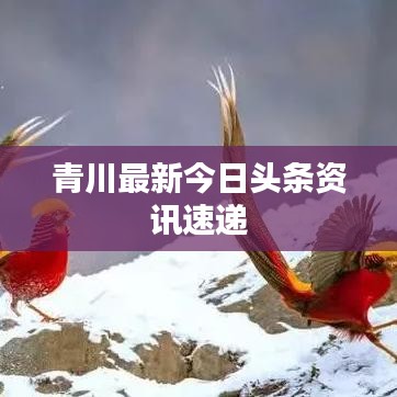 青川最新今日头条资讯速递