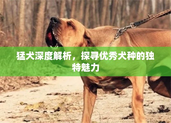 猛犬深度解析，探寻优秀犬种的独特魅力