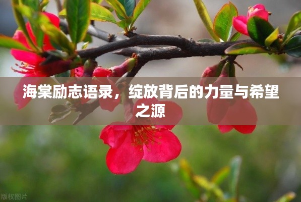 海棠励志语录，绽放背后的力量与希望之源