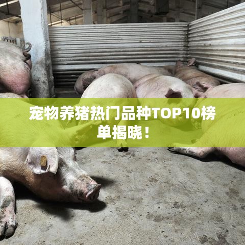 宠物养猪热门品种TOP10榜单揭晓！