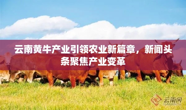 云南黄牛产业引领农业新篇章，新闻头条聚焦产业变革