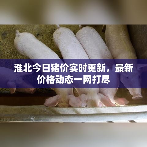 淮北今日猪价实时更新，最新价格动态一网打尽