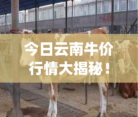 今日云南牛价行情大揭秘！