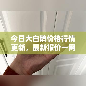 今日大白鹅价格行情更新，最新报价一网打尽！