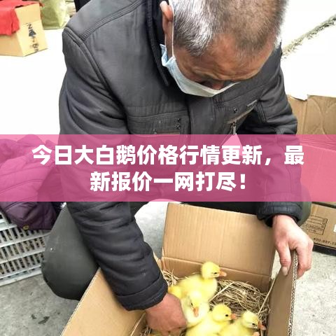 今日大白鹅价格行情更新,最新报价一网打尽!